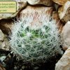 Escobaria _dasyacantha _ssp.dasyacantha _SB907_ 01